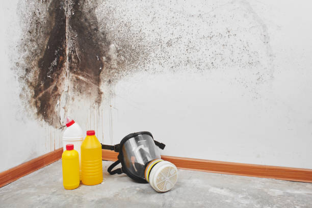 Best Emergency Mold Remediation in Hlcrest, IL