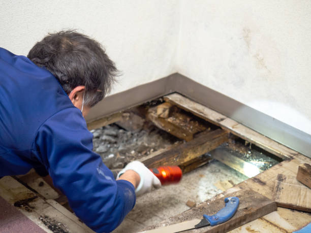 Best Basement Mold Remediation in Hlcrest, IL