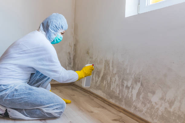 Best Post-Flood Mold Remediation in Hlcrest, IL