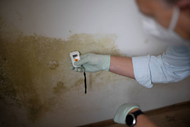 Best Residential Mold Remediation in Hlcrest, IL