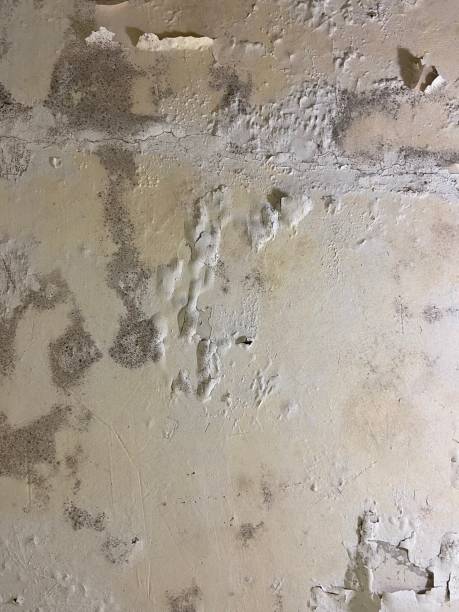 Trusted Hillcrest, IL Mold Remediation Experts