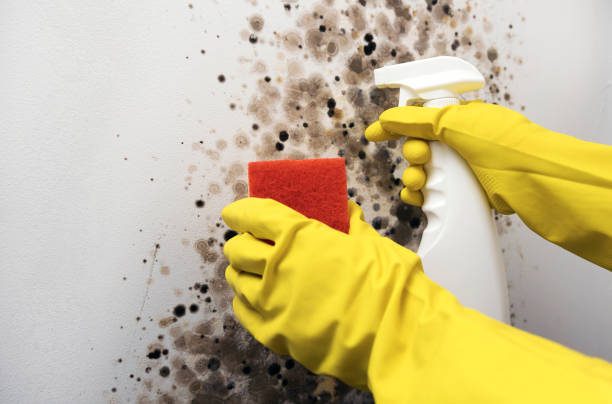 Best White Mold Remediation in Hlcrest, IL